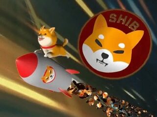 Shiba Inu