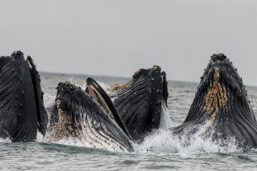 Bitcoin Whales