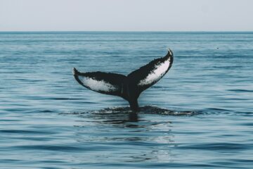 Ethereum Altcoins Whale
