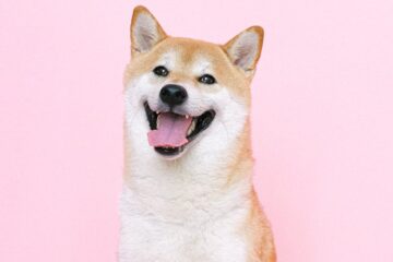 Shiba Inu