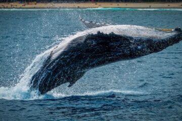 Stablecoin Whales