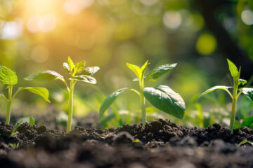 Seeds of change: How emerging tech cultivates a sustainable revolution in agriculture