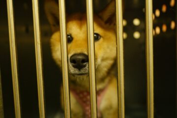 shib