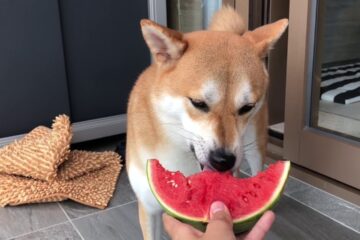 SHIB