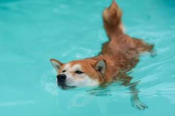 shiba inu