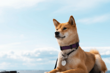Dogecoin